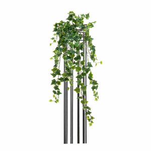 Hanging Plants