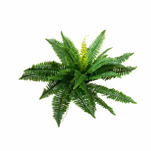 Ferns