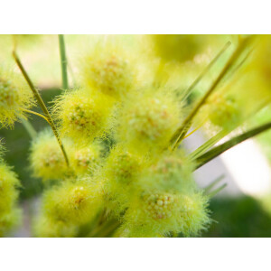 Europalms pompon grass, artificial, 122cm