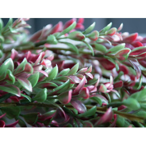 Europalms Grasranke, künstlich, grün-rot, 105cm