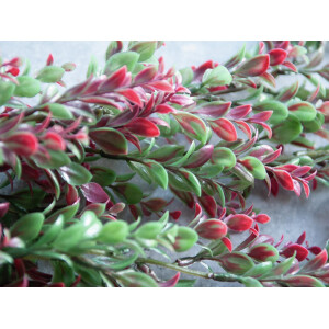 Europalms Grasranke, künstlich, grün-rot, 105cm