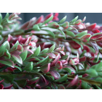 Europalms Grasranke, künstlich, grün-rot, 105cm