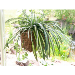 Europalms Grünlilie, künstlich, 60cm