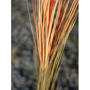 Europalms reed grass, artificial, light brown, 127cm