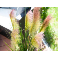 Europalms feather grass, artificial, rosé, 90cm