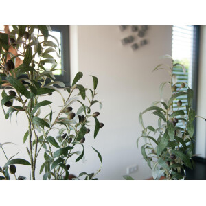 Europalms Olivenbäumchen, Kunstpflanze, 90 cm