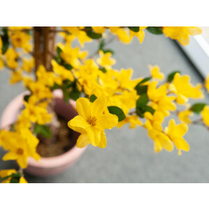 Europalms Forsythienbaum mit 3 Stämmen, Kunstpflanze, gelb, 150cm