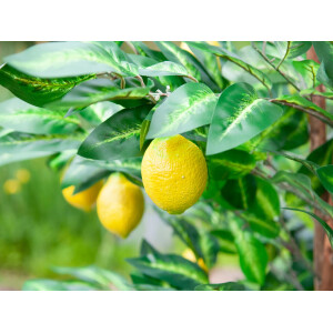 Europalms Zitronenbaum, Kunstpflanze, 180cm