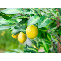 Europalms Zitronenbaum, Kunstpflanze, 180cm