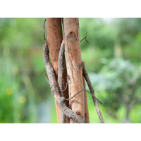 Europalms Zitronenbaum, Kunstpflanze, 180cm