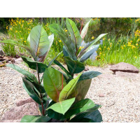 Europalms rubber tree, artificial plant, 100cm