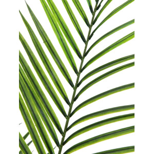 Europalms Großblatt-Areca, Kunstpflanze, 165cm
