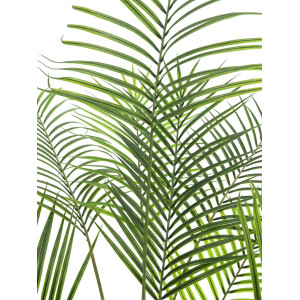 Europalms Großblatt-Areca, Kunstpflanze, 185cm