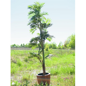 Europalms Parlour Palme, Kunstpflanze, 150cm