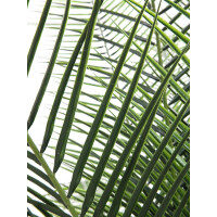 Europalms Phönix Palme deluxe, Kunstpflanze 220cm