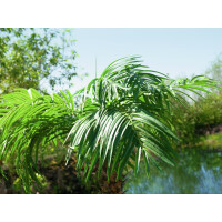 Europalms Phönixpalme luxor, Kunstpflanze, 150cm