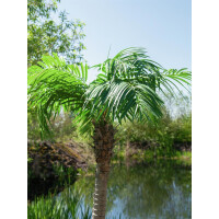 Europalms Phönixpalme luxor, Kunstpflanze, 210cm