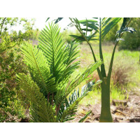 Europalms Kentia Palme, Kunstpflanze, 140cm