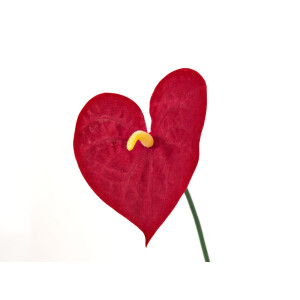 Europalms Anthurium, künstlich, 70cm