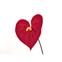 Europalms Anthurium, künstlich, 70cm