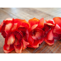 Europalms Cymbidiumzweig, künstlich, rot, 90cm