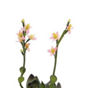 Europalms Steinrose (EVA), Kunstpflanze, pink, 32cm