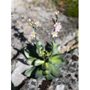 Europalms Steinrose (EVA), Kunstpflanze, pink, 32cm