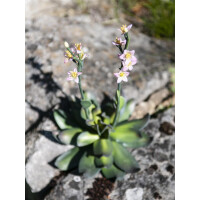 Europalms Steinrose (EVA), Kunstpflanze, pink, 32cm