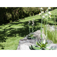 Europalms Steinrose (EVA), Kunstpflanze, pink, 32cm