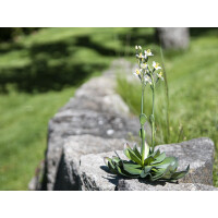 Europalms Steinrose (EVA), Kunstpflanze, gelb, 32cm