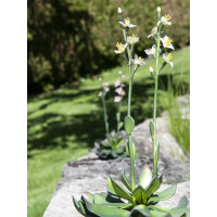 Europalms Steinrose (EVA), Kunstpflanze, gelb, 32cm