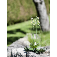 Europalms Steinrose (EVA), Kunstpflanze, gelb, 32cm