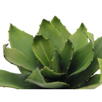 Europalms Agave (EVA), künstlich, grün, 35cm