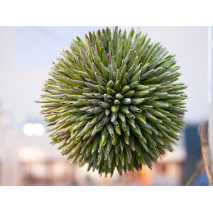 Europalms Sukkulenten Kugel (EVA), Kunstpflanze, grün, 20cm