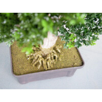 Europalms Buchsbonsai, Kunstpflanze, 61 cm