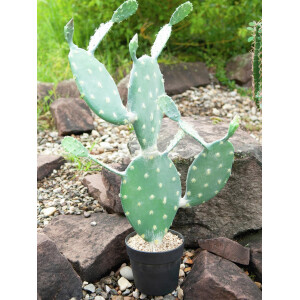 Europalms Blätterkaktus, Kunstpflanze, 76cm