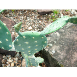 Europalms Blätterkaktus, Kunstpflanze, 76cm