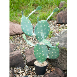 Europalms Blätterkaktus, Kunstpflanze, 76cm