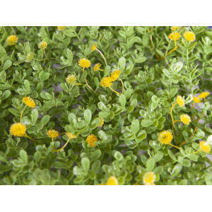 Europalms Buchsmatte, künstlich, grün-gelb, 25x25cm