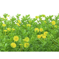 Europalms Buchsmatte, künstlich, grün-gelb, 25x25cm