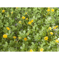 Europalms Buchsmatte, künstlich, grün-gelb, 25x25cm