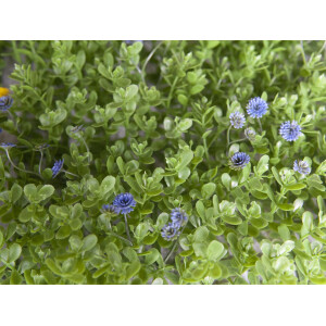 Europalms Buchsmatte, künstlich, grün-lila, 25x25cm