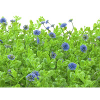 Europalms Buchsmatte, künstlich, grün-lila, 25x25cm