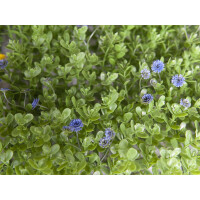 Europalms Buchsmatte, künstlich, grün-lila, 25x25cm