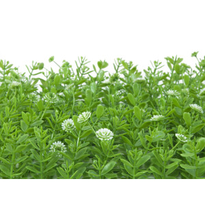 Europalms Buchsmatte, künstlich, grün-weiß, 25x25cm