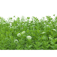 Europalms Buchsmatte, künstlich, grün-weiß, 25x25cm