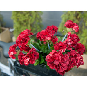 Europalms Geranie, künstlich, dunkelrot, 42cm