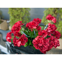 Europalms Geranie, künstlich, dunkelrot, 42cm