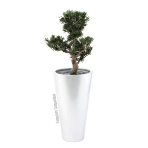 Europalms Bonsai Podocarpus, Kunstpflanze, 80cm