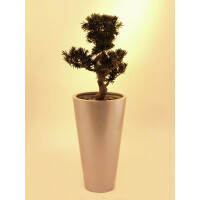 Europalms Bonsai Podocarpus, Kunstpflanze, 80cm